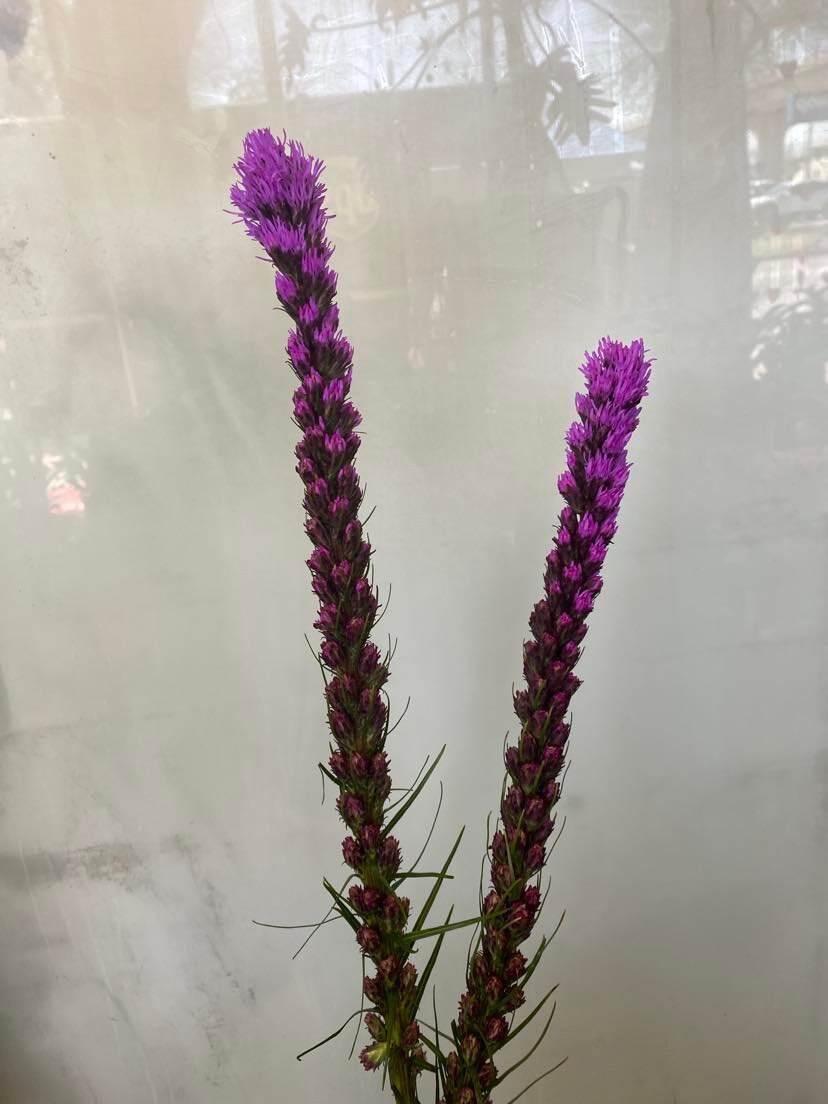 Liatris